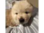 Chow Chow Puppy for sale in Rothschild, WI, USA