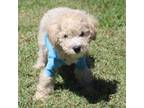 Mutt Puppy for sale in Middleburg, FL, USA