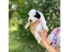 Mutt Puppy for sale in Tulsa, OK, USA