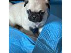 Pug Puppy for sale in Frederick, MD, USA