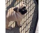 Pug