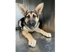 Adopt Callie a German Shepherd Dog, Mixed Breed