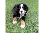 Bernese Mountain Dog Puppy for sale in Riverview, FL, USA