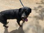 Adopt 55734957 a Rottweiler, Mixed Breed