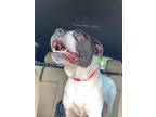 Adopt Bessie a American Staffordshire Terrier, Mixed Breed