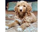 Mutt Puppy for sale in Crestline, OH, USA