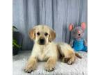 Golden Retriever Puppy for sale in Greenwood, IN, USA