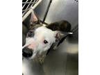 Adopt Lyla a Pit Bull Terrier, Mixed Breed