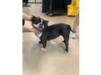 Adopt Poppy a Staffordshire Bull Terrier, Boston Terrier