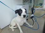 Adopt Mary a Terrier, Pointer