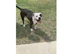 Adopt 55741498 a Pit Bull Terrier, Mixed Breed