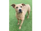 Adopt Pumpkin a Pit Bull Terrier, Mixed Breed