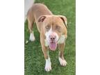 Adopt Franny a Pit Bull Terrier, Mixed Breed