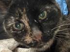 Adopt Kit Kat a Domestic Short Hair