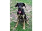 Adopt Sage a Great Dane, Rottweiler