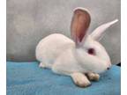 Adopt Roger Rabbit a Bunny Rabbit