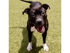 Adopt Maryanne a Pit Bull Terrier, Mixed Breed