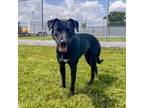 Adopt A008682 a Labrador Retriever, Mixed Breed