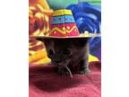 Adopt Chicken-on-a-stick a Domestic Short Hair
