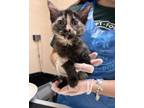 Adopt Paige a Domestic Short Hair