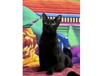 Adopt Frito Pie a Domestic Short Hair