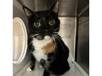 Adopt Victoria a Domestic Short Hair