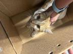 Adopt TAFFY a Domestic Short Hair