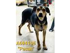 Adopt PECAN a American Staffordshire Terrier