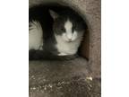 Adopt MISSY a Domestic Short Hair