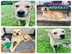 Adopt EMA a Labrador Retriever