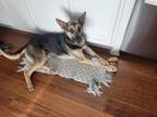 Adopt NORA a German Shepherd Dog