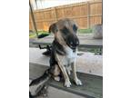 Adopt LAREDO a German Shepherd Dog