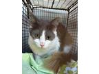 Adopt 1-3 a Domestic Medium Hair