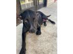 Adopt SHIRLEY a Labrador Retriever