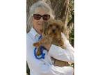 Adopt Sandy a Yorkshire Terrier