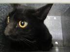 Adopt Blaze a Domestic Short Hair