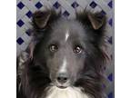 Adopt Shelby a Shetland Sheepdog / Sheltie