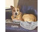 Adopt Dahlia a Cattle Dog