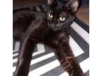 Adopt Rosita a Domestic Short Hair