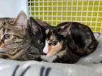 Adopt Rose a Calico, Domestic Short Hair