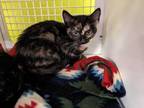 Adopt Blanche a Calico, Domestic Short Hair