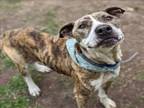 Adopt TIA a Staffordshire Bull Terrier, Mixed Breed