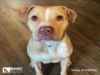 Adopt KRISSY a Staffordshire Bull Terrier, Mixed Breed