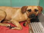 Adopt NILA a Black Mouth Cur, Mixed Breed