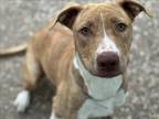 Adopt MINNIE a Staffordshire Bull Terrier, Mixed Breed