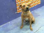 Adopt RUBY a Staffordshire Bull Terrier, Mixed Breed