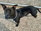 Adopt PIPER a Staffordshire Bull Terrier, Mixed Breed