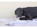 Adopt Lotus a Hound