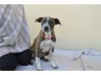 Adopt Cherry Blossom a Hound