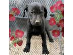 Adopt Cherry Blossom a Mixed Breed